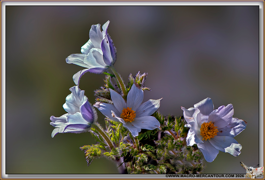 ANEMONES